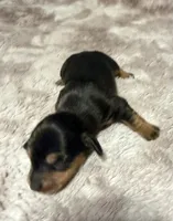 Puppy 3 girl , a female Dachshund for sale in Bladenboro, NC – 4 of 7