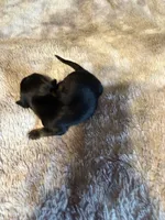 Carter, a male Miniature Dachshund for sale in Bladenboro, NC – 2 of 3