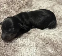 Girl puppy 1, a female Dachshund for sale in Bladenboro, NC – 3 of 5