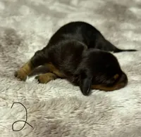 Puppy 4 girl, a female Dachshund for sale in Bladenboro, NC – 1 of 5