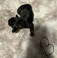 Puppy 2 Boy, a male Dachshund for sale in Bladenboro, NC – 1 of 5