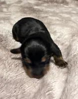 Puppy 2 Boy, a male Dachshund for sale in Bladenboro, NC – 4 of 5