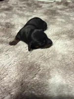 Girl puppy 1, a female Dachshund for sale in Bladenboro, NC – 4 of 5