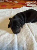 Minnie, a female Miniature Dachshund for sale in Bladenboro, NC – Photo 3 of 4