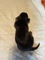 Minnie, a female Miniature Dachshund for sale in Bladenboro, NC – Photo 1 of 4