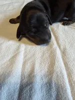 Minnie, a female Miniature Dachshund for sale in Bladenboro, NC – Photo 4 of 4