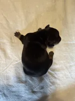 Minnie, a female Miniature Dachshund for sale in Bladenboro, NC – Photo 2 of 4