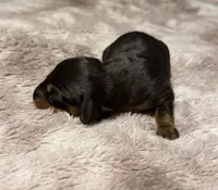 Puppy 2 Boy, a male Dachshund for sale in Bladenboro, NC – 3 of 5