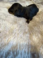 Carter, a male Miniature Dachshund for sale in Bladenboro, NC – 3 of 3