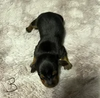 Puppy 4 girl, a female Dachshund for sale in Bladenboro, NC – 5 of 5