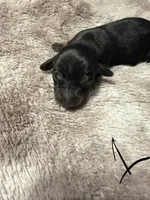 Girl puppy 1, a female Dachshund for sale in Bladenboro, NC – 5 of 5