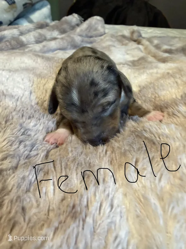 Monica – Miniature Dachshund puppy for sale in Bladenboro, NC