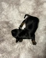 Girl puppy 1, a female Dachshund for sale in Bladenboro, NC – 2 of 5