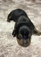 Puppy 3 girl , a female Dachshund for sale in Bladenboro, NC – 3 of 7