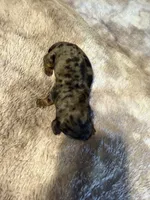 Beth, a female Miniature Dachshund for sale in Bladenboro, NC – 2 of 4