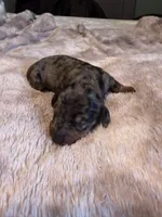 Beth, a female Miniature Dachshund for sale in Bladenboro, NC – 4 of 4