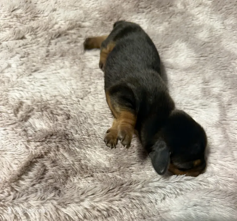 Puppy 3 girl  – Dachshund puppy for sale in Bladenboro, NC