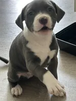 Maxine, a female American Staffordshire Terrier and Plott for sale in Pawtucket, RI – 1 of 1