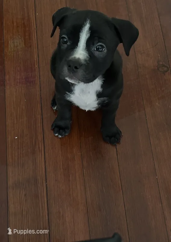 Baby – American Staffordshire Terrier, Plott puppy for sale in Pawtucket, RI