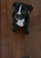 Baby, a female American Staffordshire Terrier and Plott for sale in Pawtucket, RI – 1 of 1