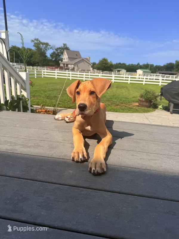 Honey – Great Dane puppy for sale in Haddonfield, NJ