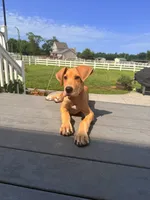 Honey, a female Great Dane for sale in Haddonfield, NJ – 1 of 9