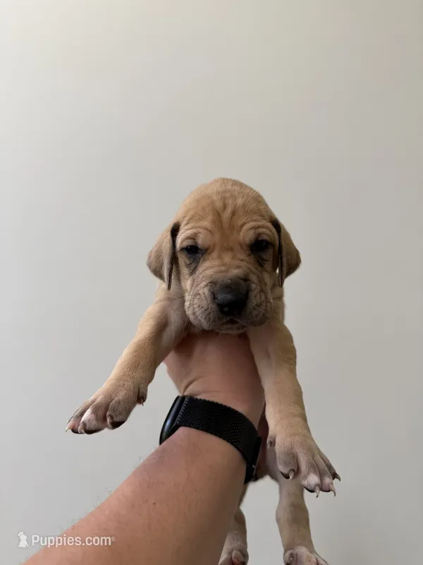 Honey – Great Dane puppy for sale in Haddonfield, NJ