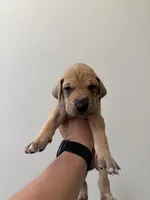 Honey, a female Great Dane for sale in Haddonfield, NJ – 1 of 2