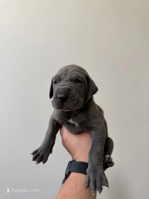 Drake – Great Dane puppy for sale in Haddonfield, NJ