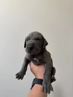 Drake, a male Great Dane for sale in Haddonfield, NJ – 1 of 2