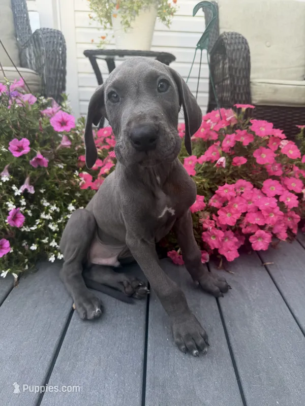 Drake – Great Dane puppy for sale in Haddonfield, NJ