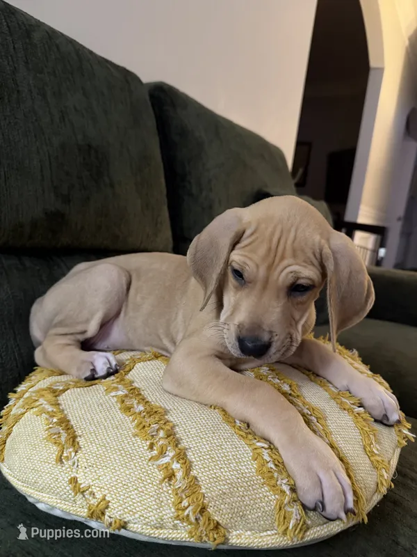 Honey – Great Dane puppy for sale in Haddonfield, NJ