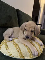 Honey, a female Great Dane for sale in Haddonfield, NJ – 1 of 5