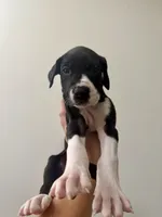 Vanilla, a female Great Dane for sale in Haddonfield, NJ – 2 of 2