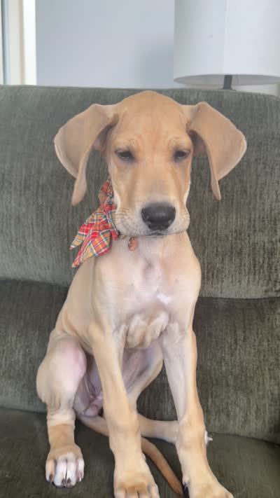 Honey, a female Great Dane for sale in Haddonfield, NJ – 3 of 9