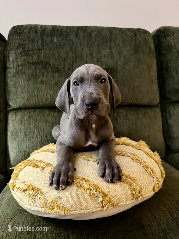 Drake – Great Dane puppy for sale in Haddonfield, NJ