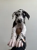 Aubrey, a male Great Dane for sale in Haddonfield, NJ – 2 of 2