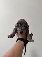 Cookie Monster, a male Great Dane for sale in Haddonfield, NJ – 1 of 2