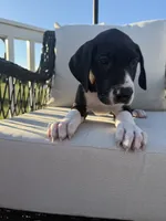 Vanilla, a female Great Dane for sale in Haddonfield, NJ – 3 of 6