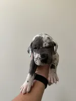 Princess, a female Great Dane for sale in Haddonfield, NJ – 1 of 2
