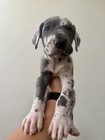 Princess, a female Great Dane for sale in Haddonfield, NJ – 2 of 2