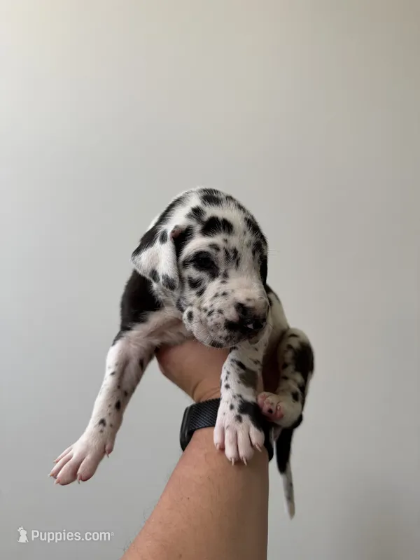 Aubrey – Great Dane puppy for sale in Haddonfield, NJ