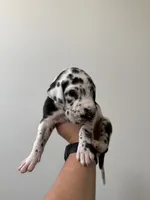 Aubrey, a male Great Dane for sale in Haddonfield, NJ – 1 of 2