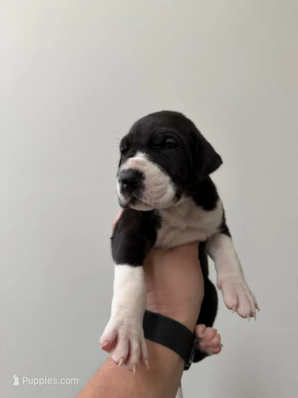 Vanilla – Great Dane puppy for sale in Haddonfield, NJ
