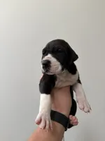 Vanilla, a female Great Dane for sale in Haddonfield, NJ – 1 of 2