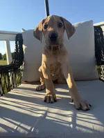 Honey, a female Great Dane for sale in Haddonfield, NJ – 2 of 5