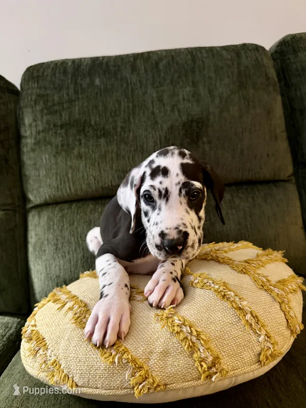 Aubrey – Great Dane puppy for sale in Haddonfield, NJ