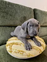 Drake, a male Great Dane for sale in Haddonfield, NJ – 3 of 5