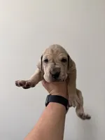 Snickerdoodle, a female Great Dane for sale in Haddonfield, NJ – 2 of 2
