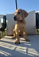 Honey, a female Great Dane for sale in Haddonfield, NJ – 3 of 5